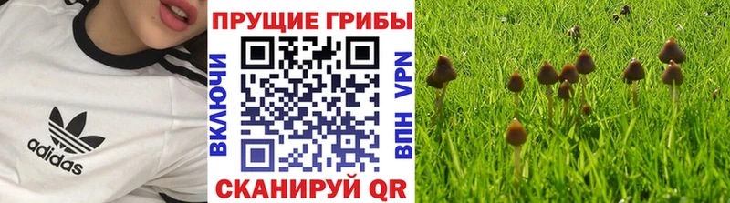 Псилоцибиновые грибы Psilocybine cubensis  Новороссийск 